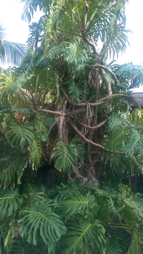 IMG_20191204_135229-w500