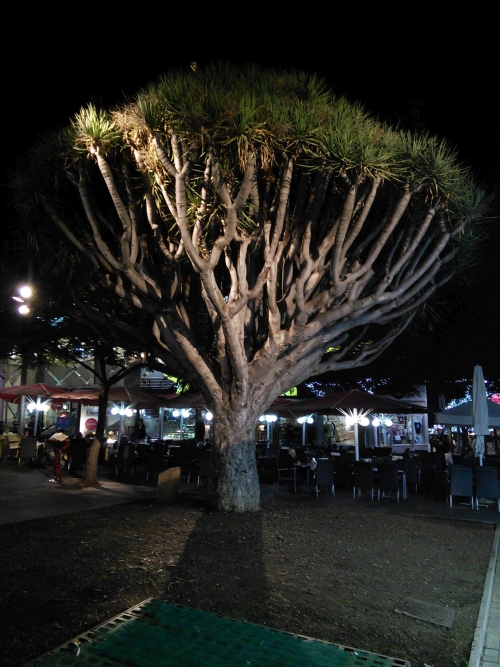 IMG_20161201_204308-w500