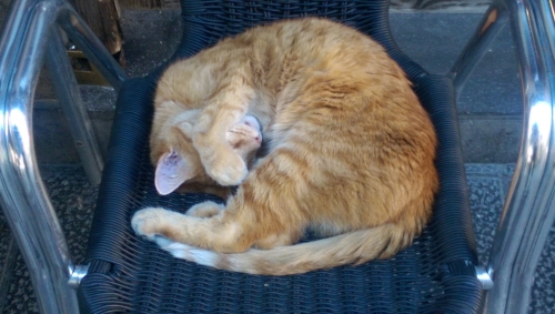 IMG_20181128_134142-w500-larecova