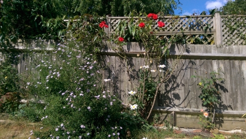 05-IMG_20240829_150139-w500