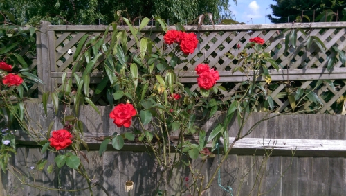 10-IMG_20240830_113508-w500