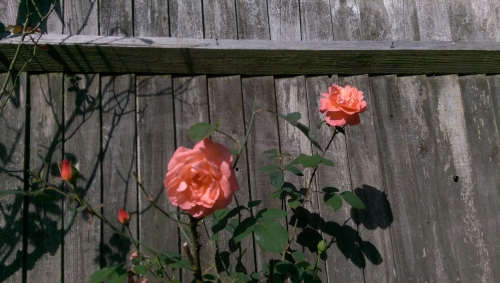 20-IMG_20240914_145541-w500