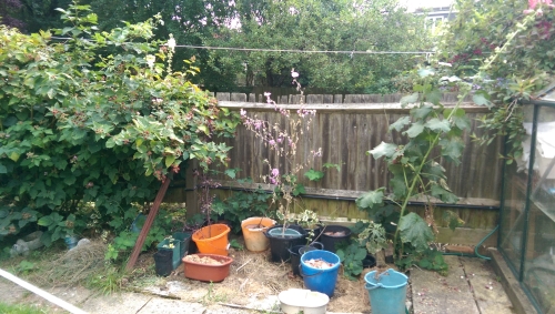 25-IMG_20240801_142035-w500