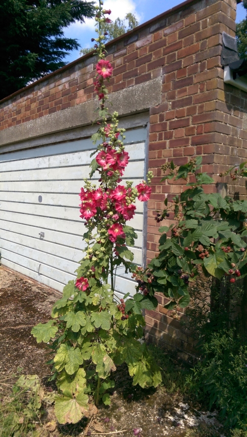 15-IMG_20240801_142317-w500