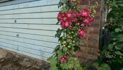 20-IMG_20240801_142335-w500