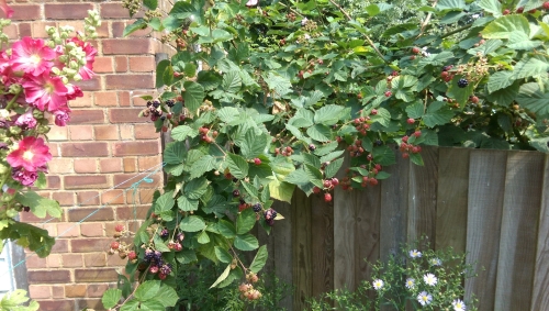 05-IMG_20240801_142338-w500