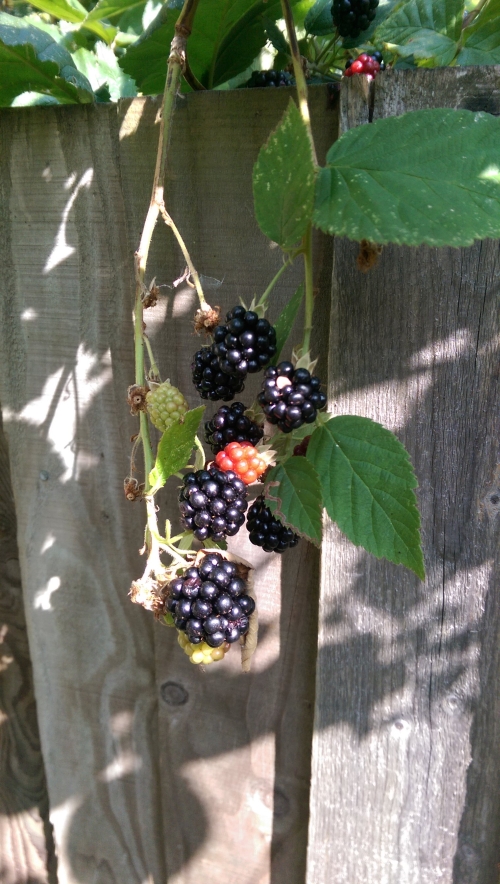 10-IMG_20240817_160328-w500