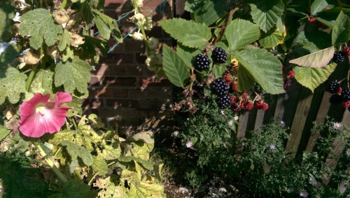 15-IMG_20240829_150313-w500