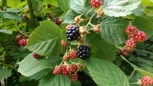 20-IMG_20240801_142842-w500