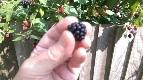 25-IMG_20240817_155946-w500