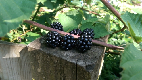 30-IMG_20240817_160607-w500