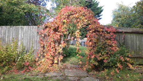 30-IMG_20241005_131223-w500