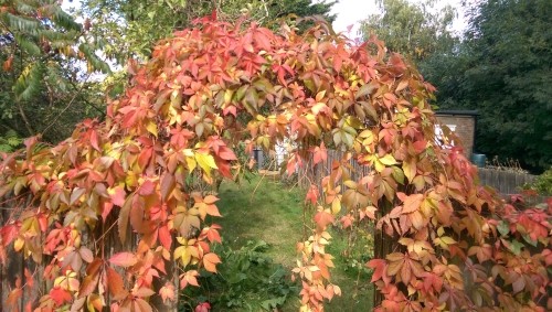 35-IMG_20241005_132344-w500