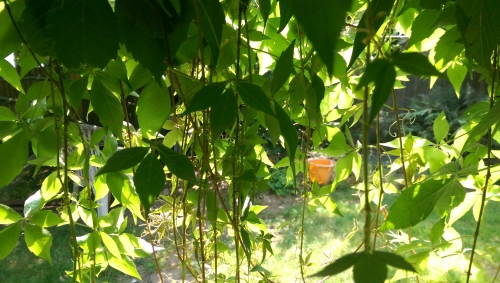 40-IMG_20240801_142435-w500