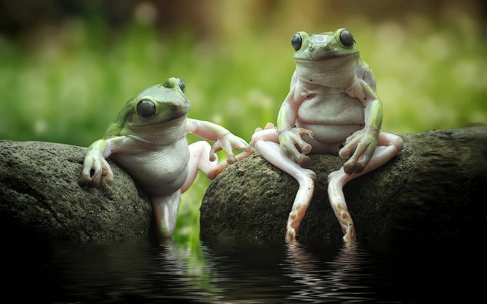 twofrogs